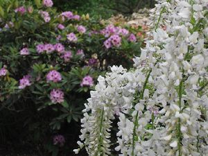足利フラワーパークの白藤の花