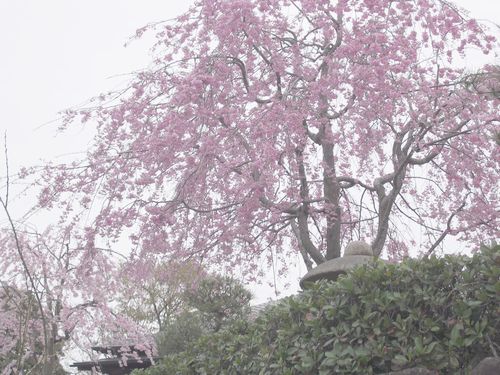 砂沼の満開になった枝垂桜