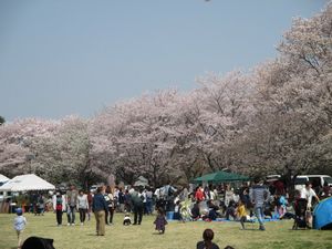 砂沼の桜祭り