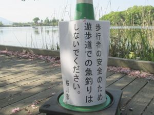 上野沼に有った釣り禁止の注意書き、しかしバサーは数十人居た