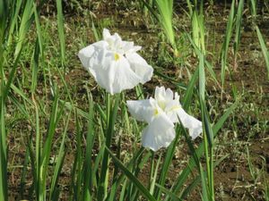砂沼の白い花菖蒲