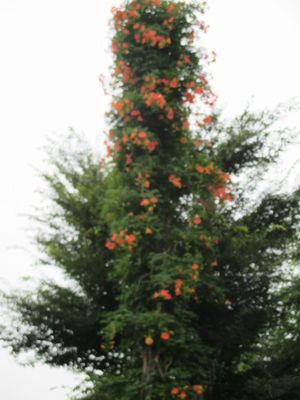 高くまで伸びたオレンジ色のノウゼンカツラ